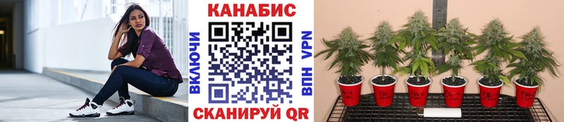Бошки марихуана OG Kush  Тара 